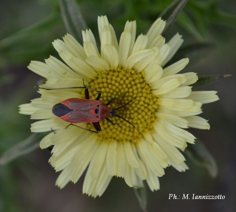 Miridae: Calocoris nemoralis della prov. di Catania